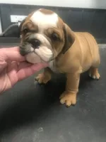 processed/68cfefed-cc85-4ba9-b115-cd17d2dc9f84/listing/8b89a94b-85a6-47f3-855c-8103e43818b3/cb6df4ee-de21-4fd3-a120-7146b2b02a67