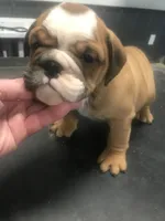 processed/68cfefed-cc85-4ba9-b115-cd17d2dc9f84/listing/8b89a94b-85a6-47f3-855c-8103e43818b3/e5727735-d4b5-4874-b281-f0288c0c89e8