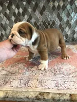 WCR/MI, a male English Bulldog for sale in Minooka, IL – 2 of 2