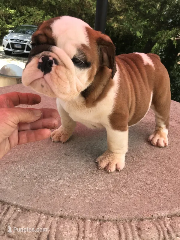 RRD/M1 – English Bulldog puppy for sale in Minooka, IL