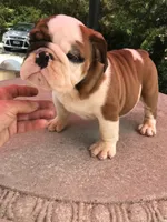 RRD/M1, a male English Bulldog for sale in Minooka, IL – 1 of 3