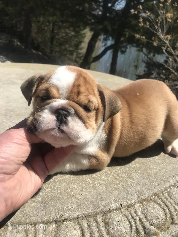 SSR/M3 – English Bulldog puppy for sale in Minooka, IL