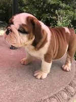 RRD/M1, a male English Bulldog for sale in Minooka, IL – 2 of 3