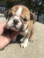 SSR/F2, a female English Bulldog for sale in Minooka, IL – Photo 2 of 2