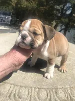 SSR/F2, a female English Bulldog for sale in Minooka, IL – Photo 1 of 2