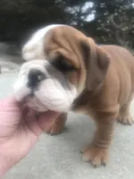 BBR/M3, a male English Bulldog for sale in Minooka, IL – Photo 2 of 2