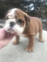 BBR/M3, a male English Bulldog for sale in Minooka, IL – Photo 1 of 2