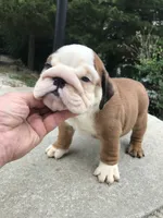 RRRM2, a male English Bulldog for sale in Minooka, IL – 2 of 3