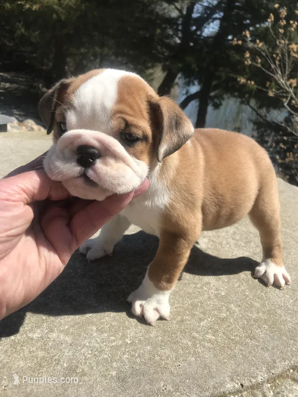 SSR/M2 – English Bulldog puppy for sale in Minooka, IL