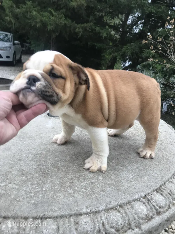 SSR/M2 – English Bulldog puppy for sale in Minooka, IL