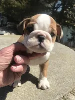 SSR/M2, a male English Bulldog for sale in Minooka, IL – Photo 2 of 3