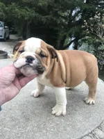 SSR/M2, a male English Bulldog for sale in Minooka, IL – 2 of 2