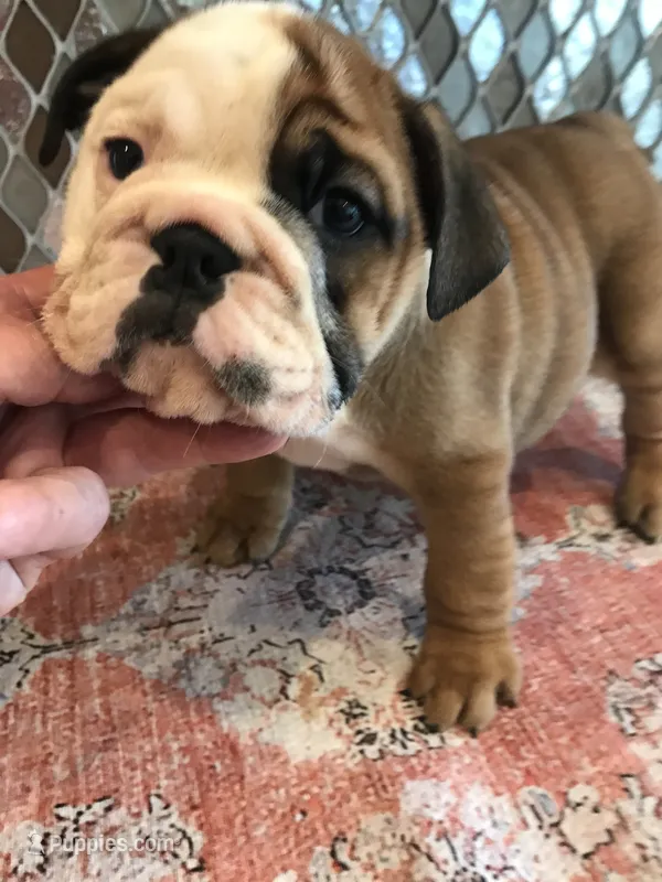 RRT/M1 – English Bulldog puppy for sale in Minooka, IL