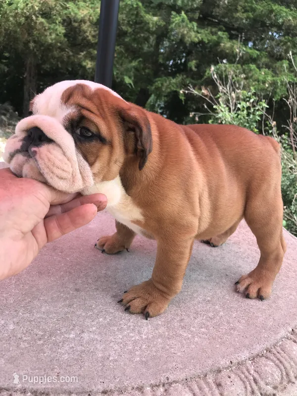 RRR/F4 – English Bulldog puppy on hold in Minooka, IL
