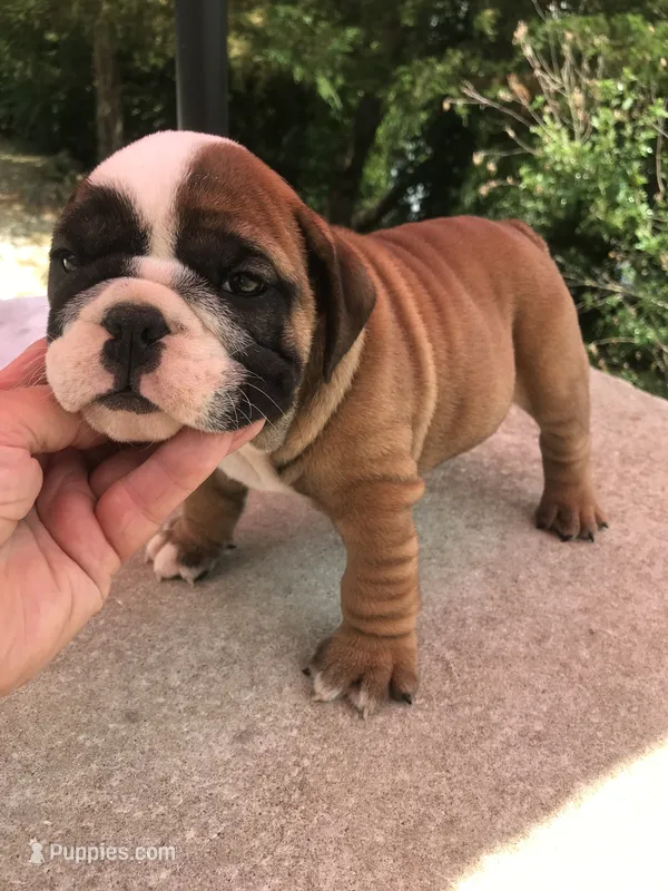 LLL/M1 – English Bulldog puppy for sale in Minooka, IL