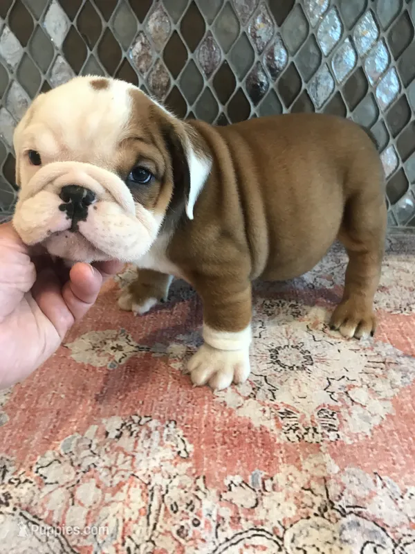 RTG/F3 – English Bulldog puppy for sale in Minooka, IL