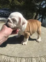 SSR/M1, a male English Bulldog for sale in Minooka, IL – Photo 2 of 3