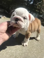 SSR/M1, a male English Bulldog for sale in Minooka, IL – Photo 3 of 3