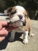 SSR/M4, a male English Bulldog for sale in Minooka, IL – Photo 1 of 2