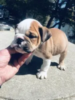 SSR/M4, a male English Bulldog for sale in Minooka, IL – Photo 2 of 2