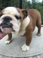 RR/4, a female English Bulldog for sale in Minooka, IL – 1 of 3