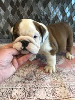 RTC/F4, a female English Bulldog for sale in Minooka, IL – 2 of 2