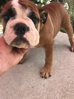 JJT /F1, a female English Bulldog for sale in Minooka, IL – 3 of 4