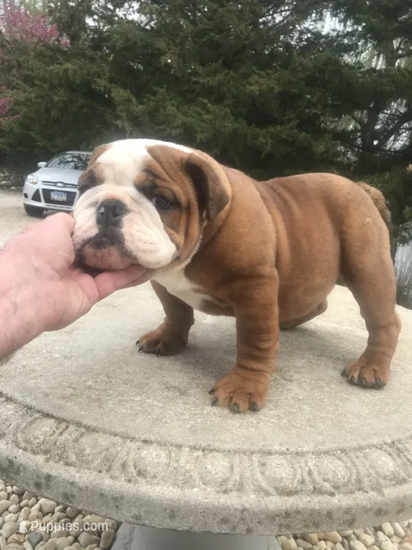 BBR/M2 – English Bulldog puppy for sale in Minooka, IL