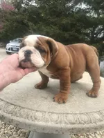BBR/M2, a male English Bulldog for sale in Minooka, IL – 1 of 4