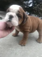 BBR/2, a female English Bulldog for sale in Minooka, IL – Photo 1 of 2