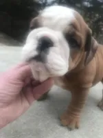 BBR/2, a female English Bulldog for sale in Minooka, IL – Photo 2 of 2