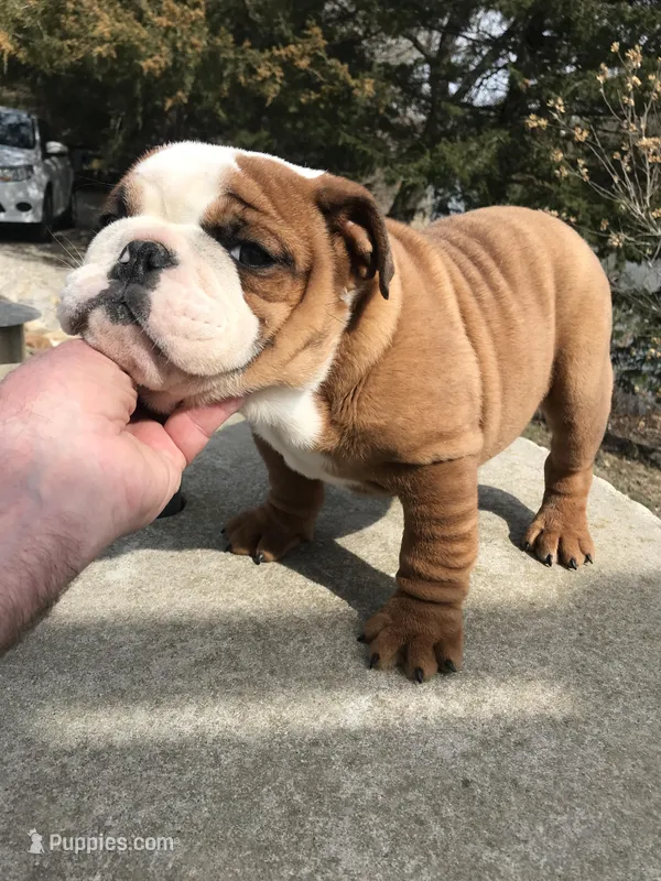 BBR/M2 – English Bulldog puppy for sale in Minooka, IL