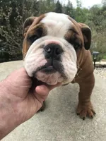 BBR/M2, a male English Bulldog for sale in Minooka, IL – 3 of 4