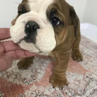 BBR/M2, a male English Bulldog for sale in Minooka, IL – Photo 2 of 3
