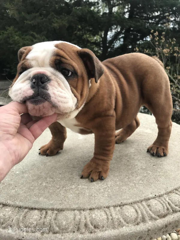 BBR/M2 – English Bulldog puppy for sale in Minooka, IL