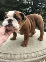 BBR/M2, a male English Bulldog for sale in Minooka, IL – 2 of 4