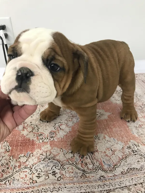BBR/M2 – English Bulldog puppy for sale in Minooka, IL