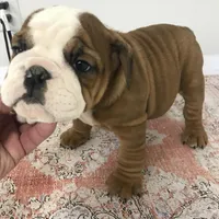 BBR/M2, a male English Bulldog for sale in Minooka, IL – Photo 1 of 3