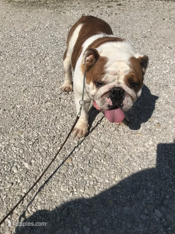 ROSE – English Bulldog puppy for sale in Minooka, IL