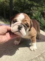 LLL/M2, a male English Bulldog for sale in Minooka, IL – 2 of 3