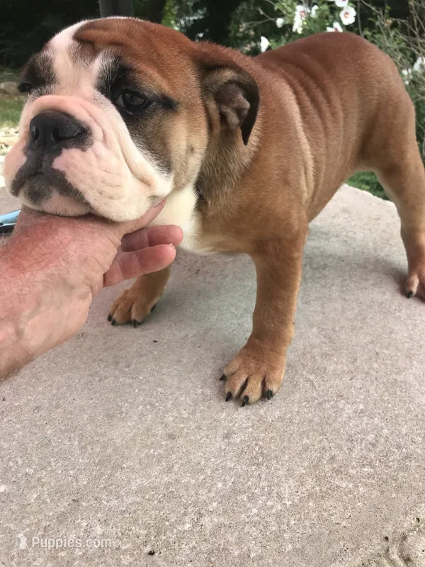JJT /F1 – English Bulldog puppy for sale in Minooka, IL