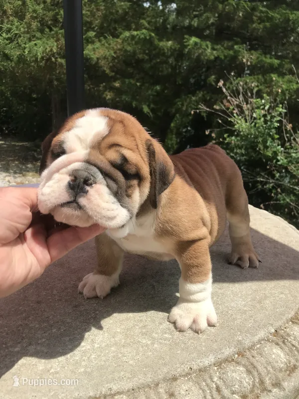 LLL/M2 – English Bulldog puppy for sale in Minooka, IL