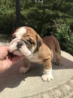 LLL/M2, a male English Bulldog for sale in Minooka, IL – 1 of 3