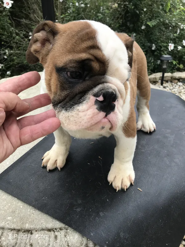 RTR/M1 – English Bulldog puppy for sale in Minooka, IL