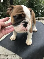 RTR/M1, a male English Bulldog for sale in Minooka, IL – 2 of 3