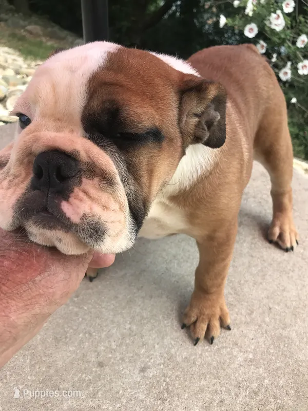 JJT/F2 – English Bulldog puppy for sale in Minooka, IL