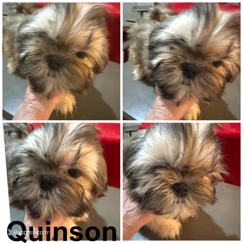 AKC Quinson M – Shih Tzu puppy for sale in Corpus Christi, TX