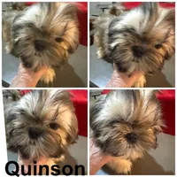 AKC Quinson M, a male Shih Tzu for sale in Corpus Christi, TX – 1 of 2