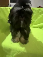 AKC Cunniel M, a male Shih Tzu for sale in Corpus Christi, TX – 4 of 6