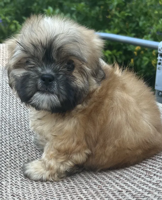 AKC Auvory M – Shih Tzu puppy for sale in Corpus Christi, TX